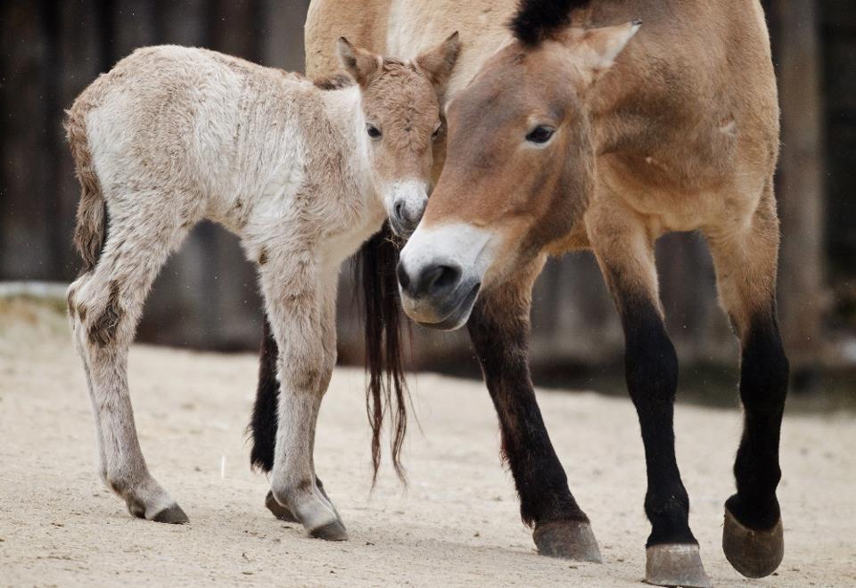 219. hříbě koně Převalského, foto (c) Tomáš Adamec